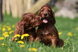 SETTER IRLANDAIS 185